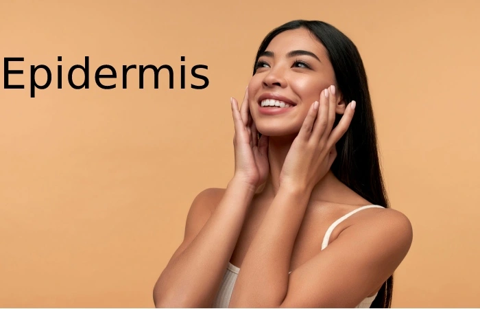 The Epidermis Contains Four Types Of Cells